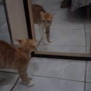 Cat Scared As Sht Of The Cat In The Mirror