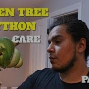 Green Tree Python Care How To Set Up A Green Tree Python Enclosure