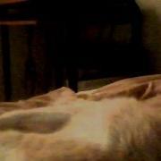 My Cat Likes To Attack Ur Hand Under Sheets