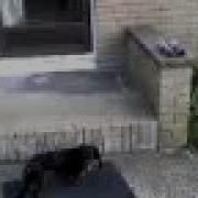 Magical Morphing Dog