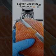 Raw Salmon Magnified 400 Times I Will Never Buy A Microscope Again With Tiny World Lens TT
