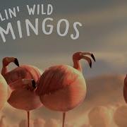 ROLLIN SAFARI Flamingos Official Trailer FMX 2013