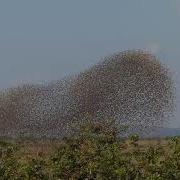 Massive Flocks Of Red Billed Quelea Fly As One In Spectacular Aerial Displays