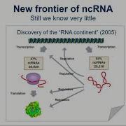 E03 2 An Atlas Of Human Long Non Coding RNAs