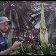 Recording Corpse Flower 2020 Live Horticulture Q A