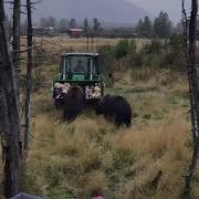 The Bear Necessities