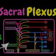 Sacral Plexus Scheme QUIZ Anatomy