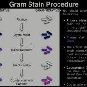 Lab Exercise 3 Heat Fixing And Gram Staining