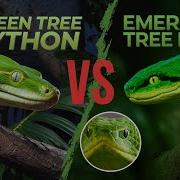 Зелёный питон и изумрудный удавы основные различия GreenTreePython EmeraldTreeBoa