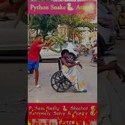 Python Snake Attack Funny Moments Shorts