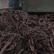 Retired Minnesota Couple Turns To Farming Worms
