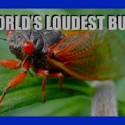 The Secrets Of 1 000 000 000 000 Screaming Cicadas OFFICE HOURS Podcast 055
