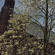 An Ode To Springtime At Mount Holyoke