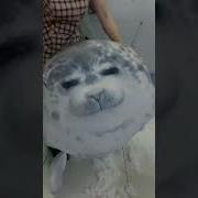 Custom Huge Size Seal Plush Toy Plushtoys Design Peluche Custom Customplush Jinsu
