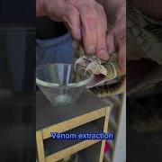 Western Diamondback Venom Extraction