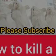How To Kill A Rat Mice Lab Rat Rodents