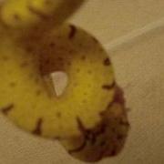 Baby Green Tree Python Eating CHONDRO NEONATE FEEDING