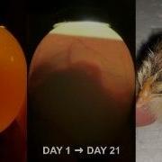 21 Days Of Chicken Embryo Development And Hatching