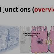 Cell Junction Overview