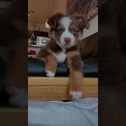What Having A Puppy Is Like