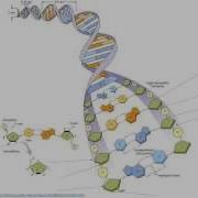 DNA Structure And The Reverse Complement Operation