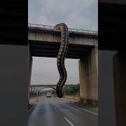 Power Of Transformation Snakes Version