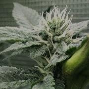 Week 5 Flower Update How To Grow A Half Pound In A 2x2 Grow Tent