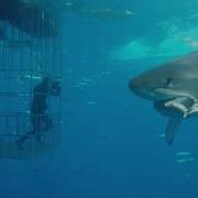 Great White Shark Swims Into Cage