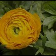 Free Stock Footage Of Blooming Flower Timelapse