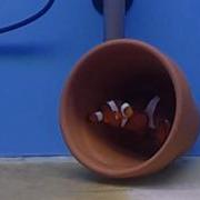 Spawning Pair Ocellaris
