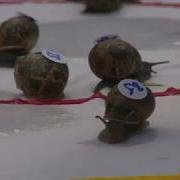 THUNDERSNAIL
