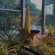 Eastern S Corpse Flower July 2022 Time Lapse