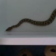 Burmese Python In The Bath