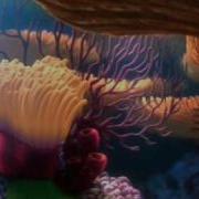 Finding Nemo DVD Menu
