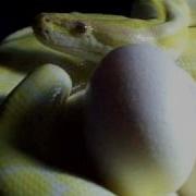 Albino Burmese Python Laying Eggs