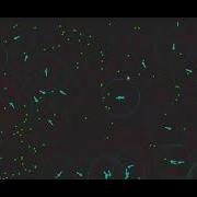 Portfolio Of P5 Js Javascript Visualization Projects
