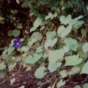 Morning Glories II