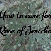How To Care For Rose Of Jericho