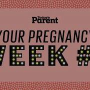 Your Pregnancy 6 Weeks