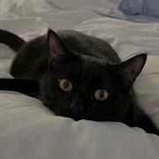 Cats Acting Broken