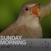 Calls Of The Wild A Composer Transcribes Bird Songs