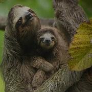 Sloths Are Slow For A Reason 4K Panama Wild Travel Robert E Fuller