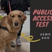 Public Access Test Assistance Service Dog IAADP Demonstration