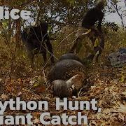 The Hunt For The Giant Python Successful Catch With The Help Of Elder Magicians SLICE