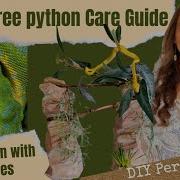 Green Tree Python Care Guide