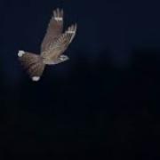 Up Close And Personal With A Nightjar In Flight Thetford Forest Sound On