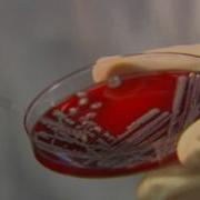 Frontline Hunting The Nightmare Bacteria