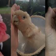 Bird Rescue Lovestory Love Animals Animalrescue Wildliferescue Wildlife Rescue Cute Birds