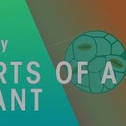Parts Of A Plant Plant Biology FuseSchool