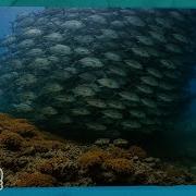 How Fish Stay Safe In Schools Earth Rangers